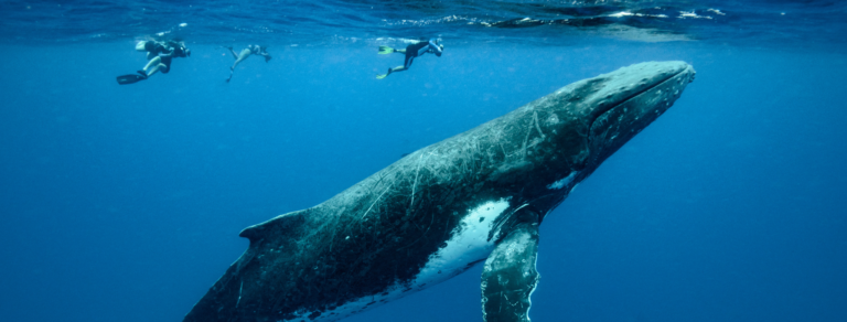 où voir des baleines dans le monde ?
