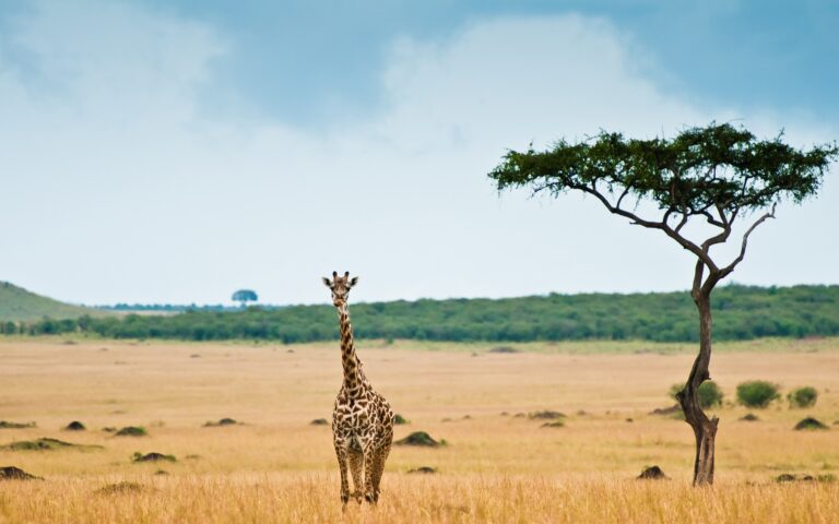 Safari en Famille: pourquoi la Namibie?