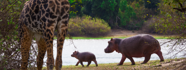 Safari selous : Pourquoi choisir ce Parc de Tanzanie ?