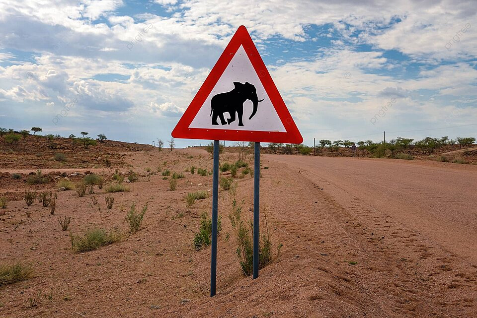 elephant tourisme dangereux namibie