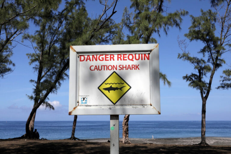 Requins à la Réunion : Guide de Sécurité pour la Baignade et le Surf