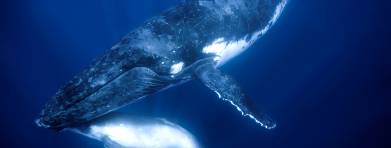 baleine la Réunion : comment les voir ?
