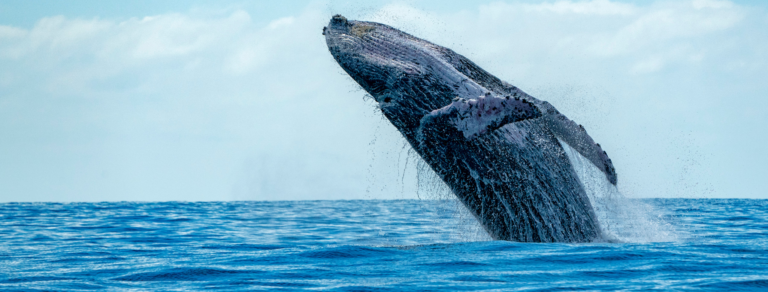 Observer les dauphins et baleines à la Réunion : Meilleurs conseils