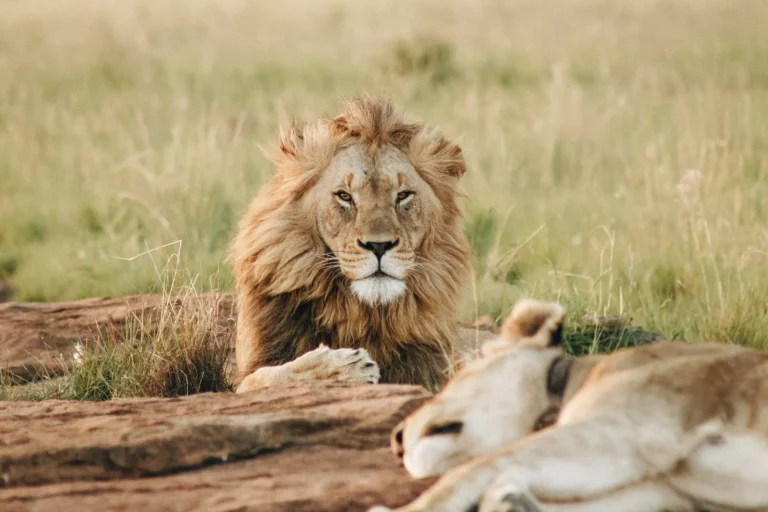 safari-afrique photo lion