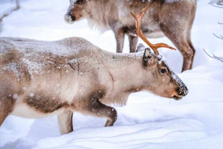 Voyage en Laponie pour rencontrer le Père Noël tout compris: quel Prix ?